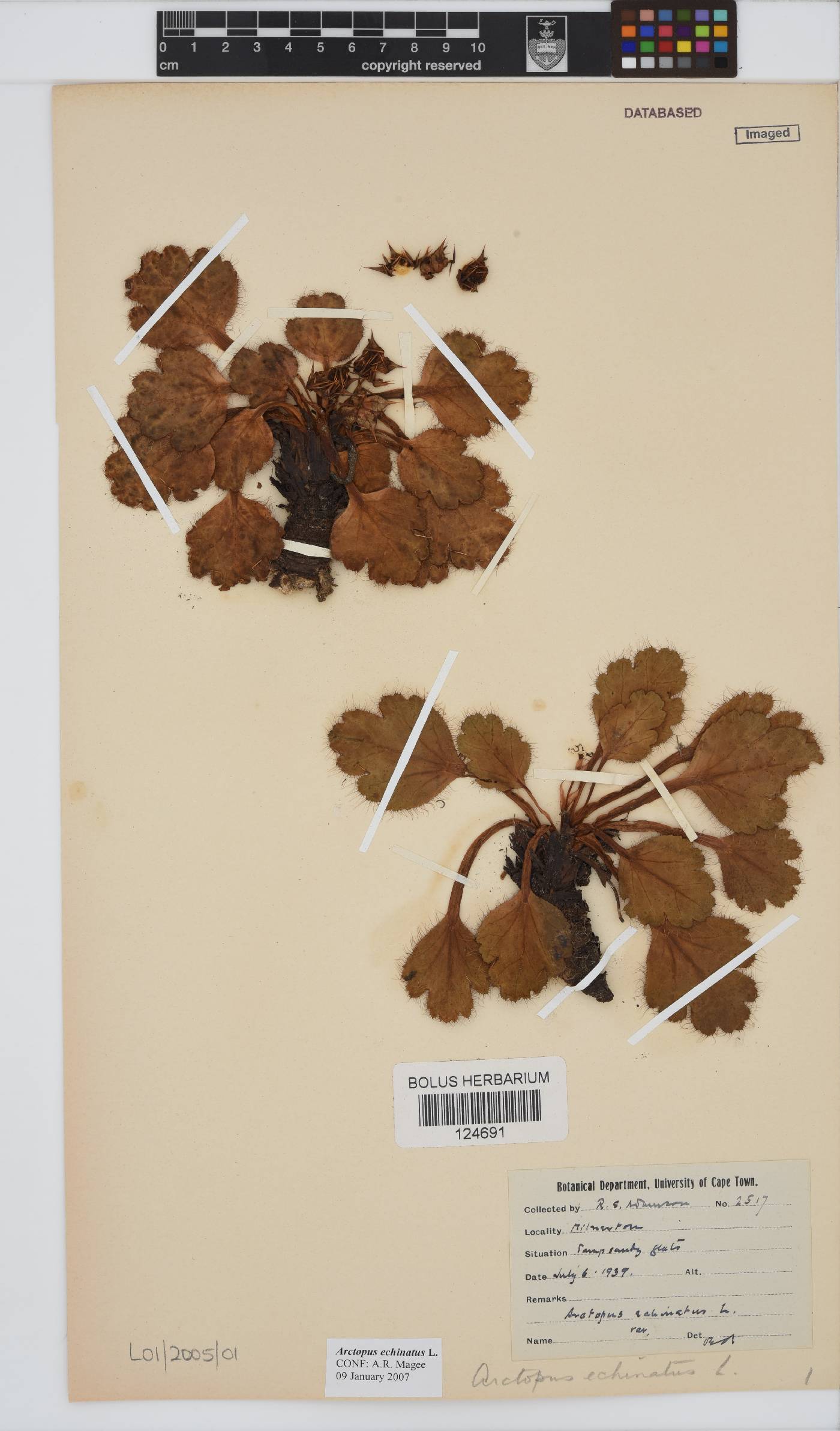 Arctopus echinatus image