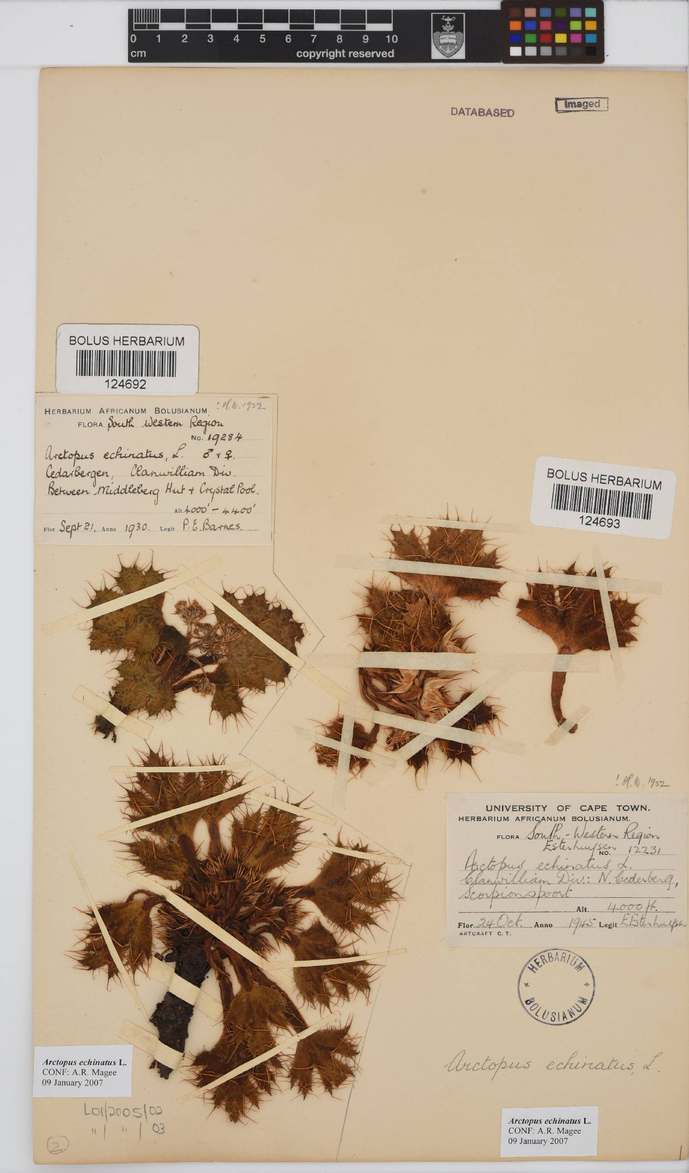 Arctopus echinatus image