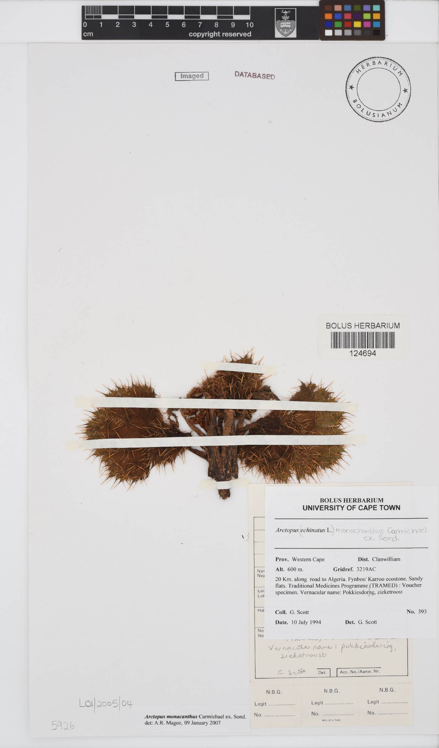 Arctopus monacanthus image