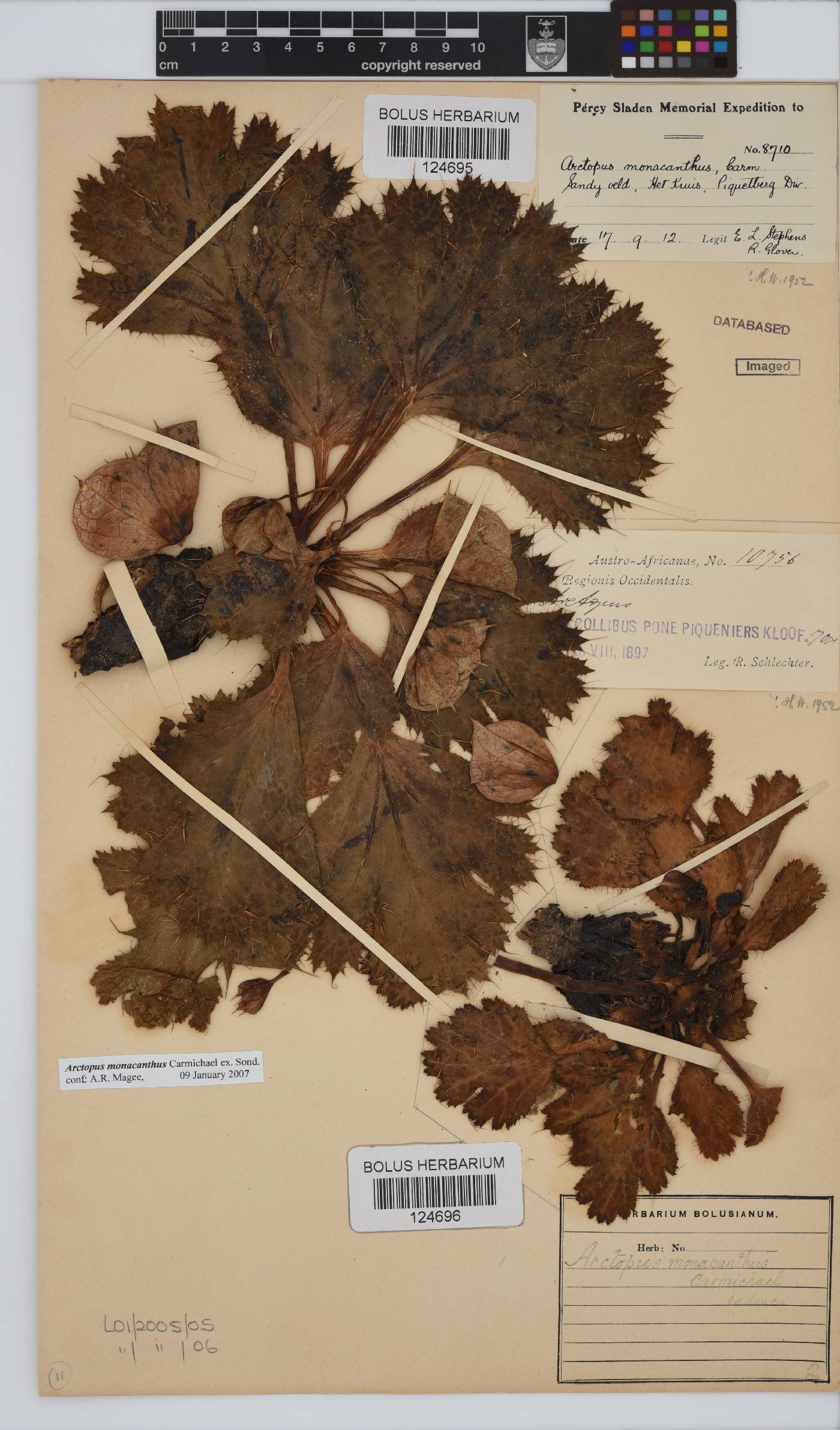 Arctopus monacanthus image