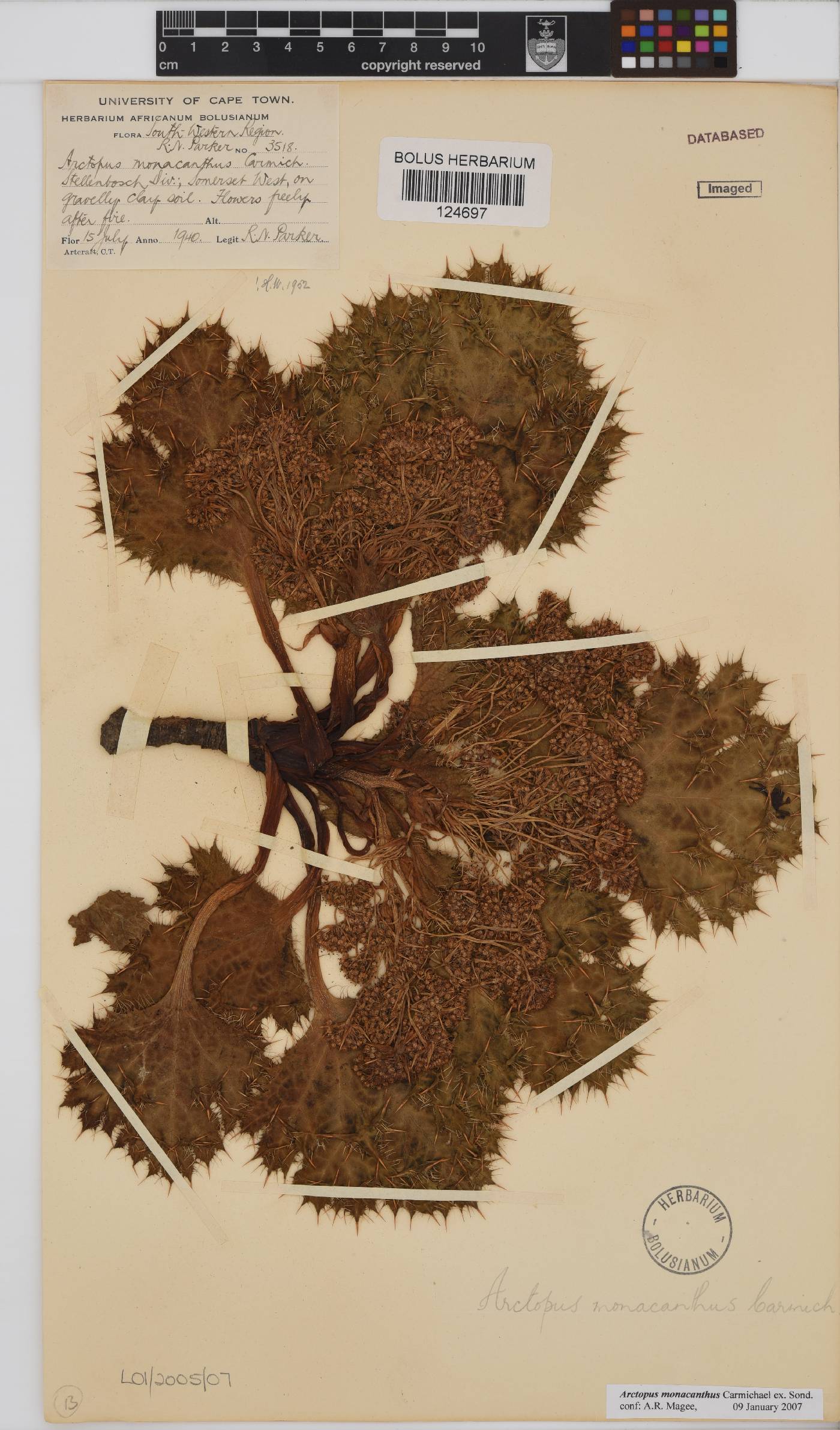 Arctopus image