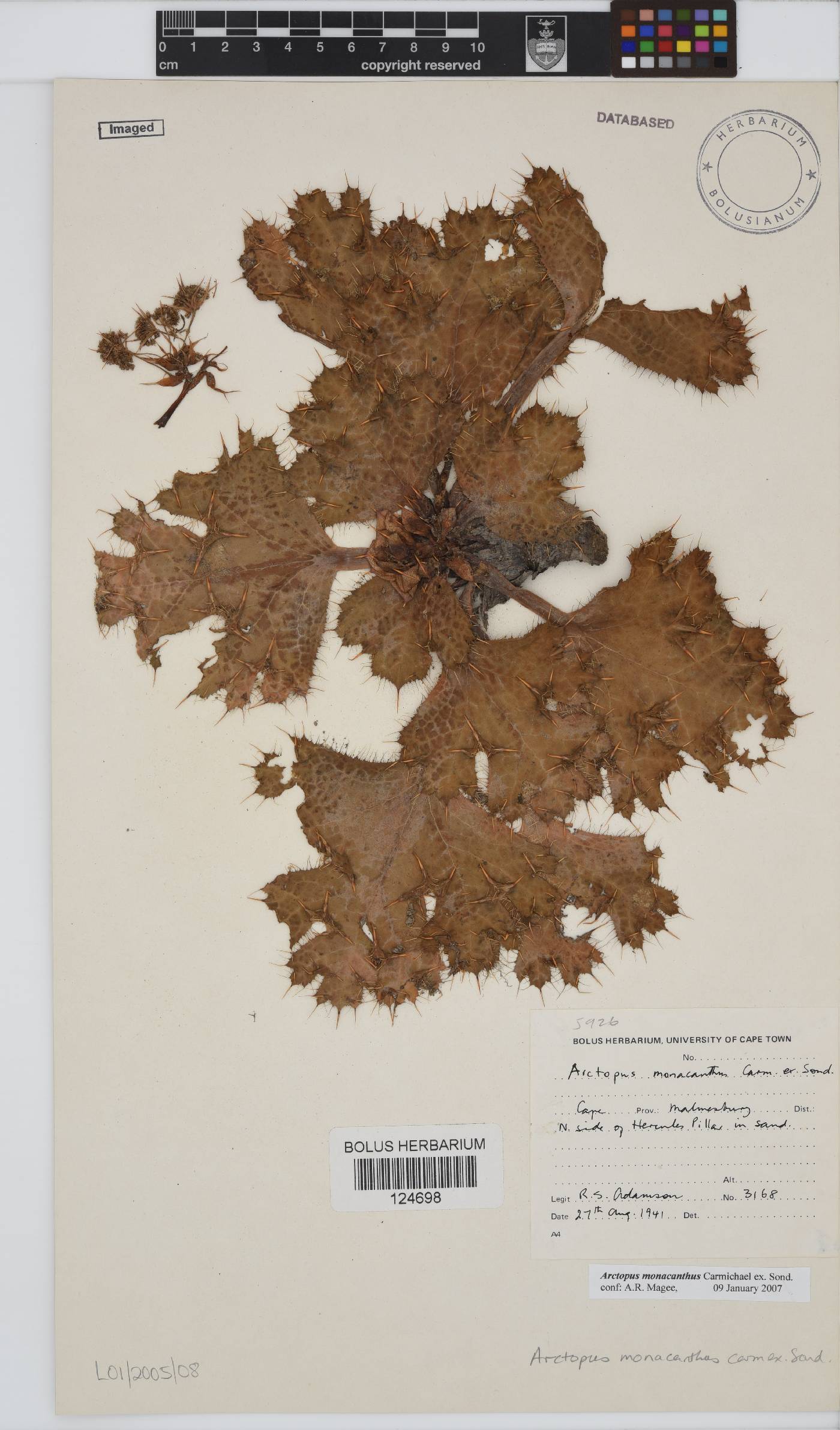 Arctopus monacanthus image