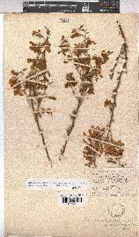 Hermannia stricta image