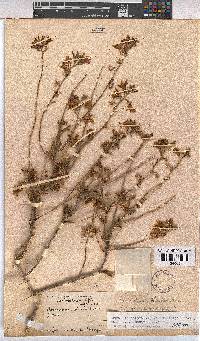 Hermannia stricta image