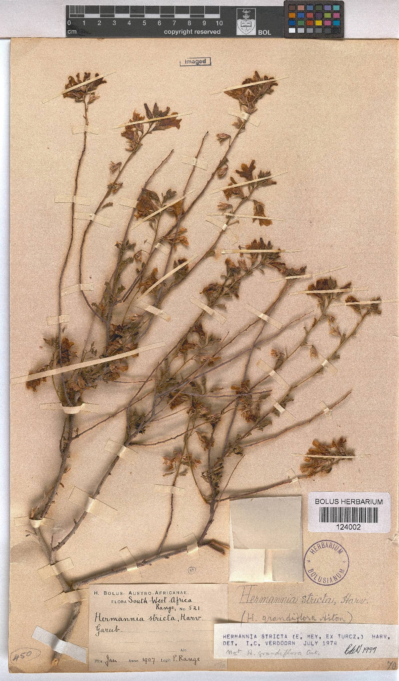 Hermannia stricta image