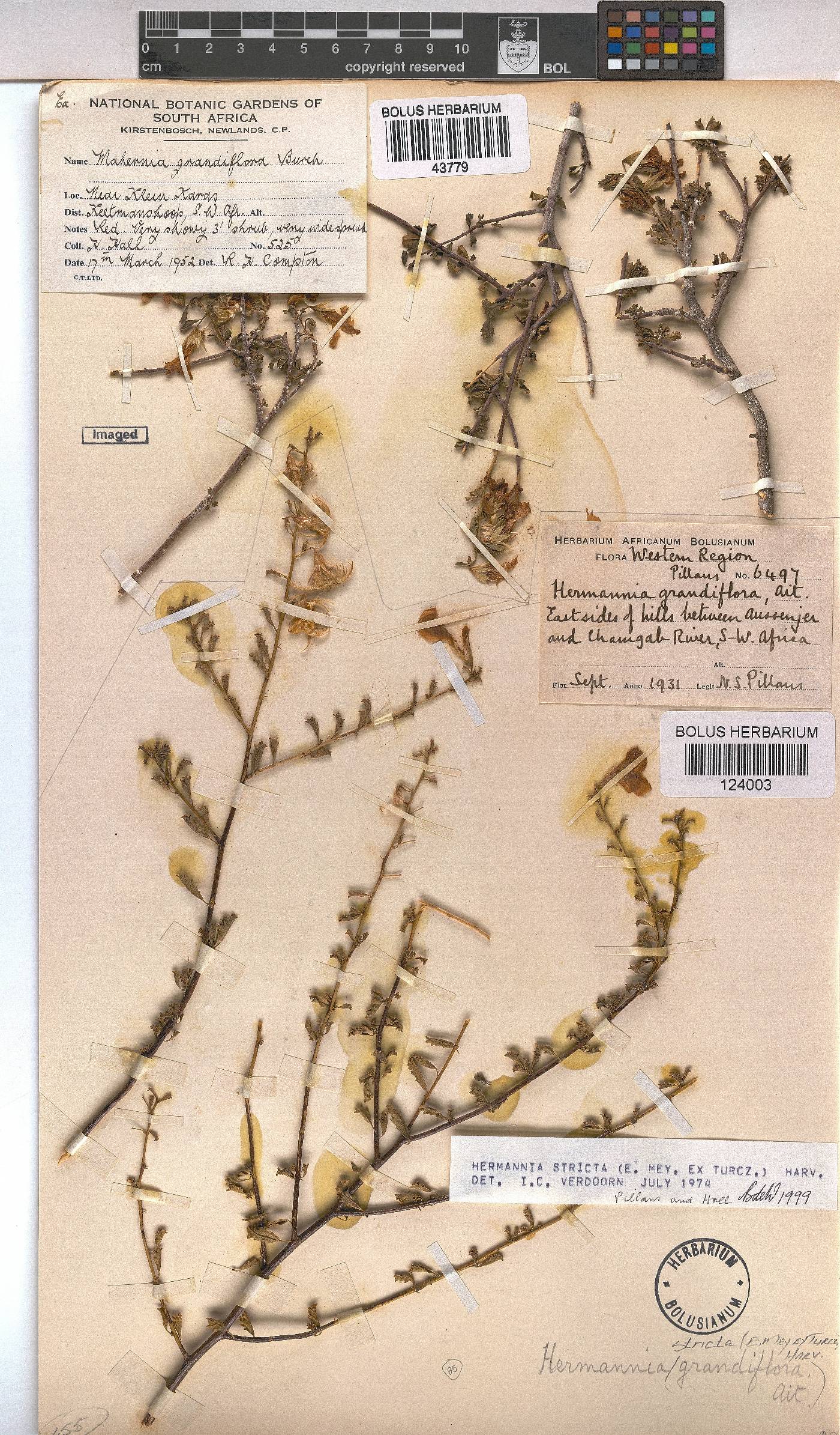 Hermannia stricta image
