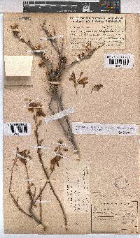 Hermannia stricta image
