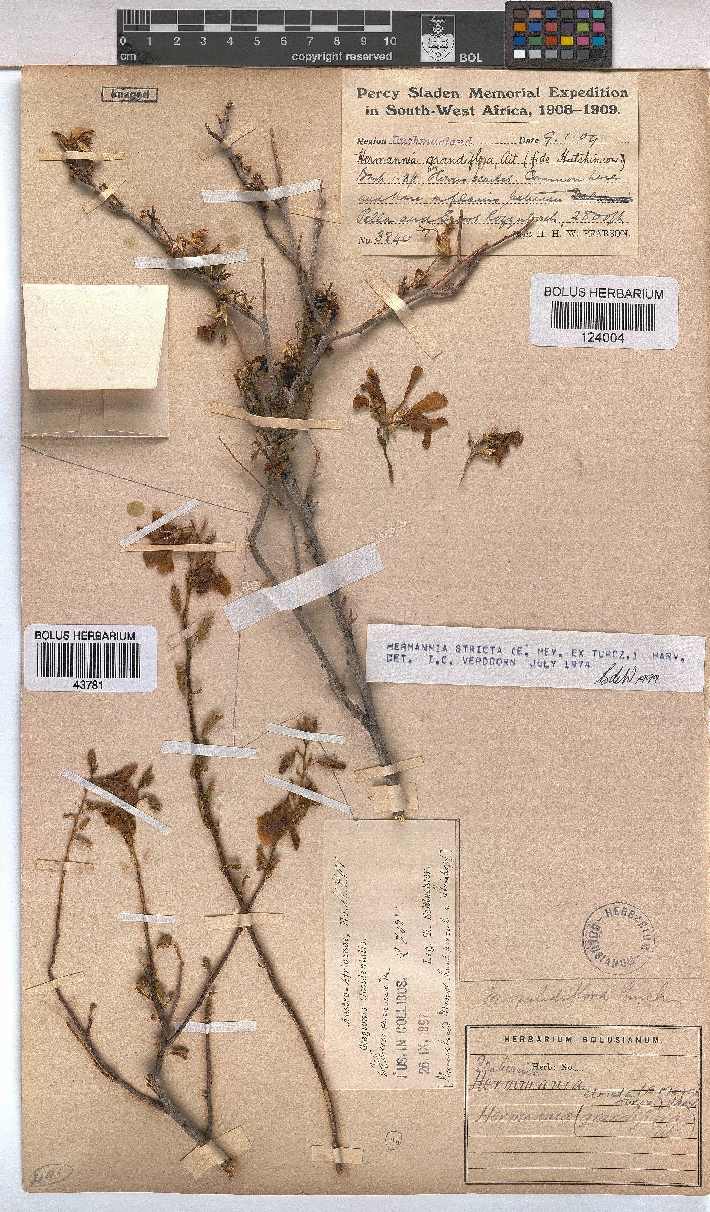 Hermannia stricta image