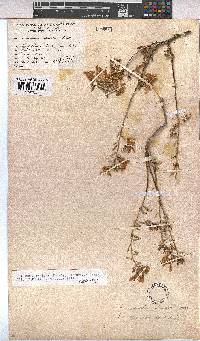Hermannia stricta image