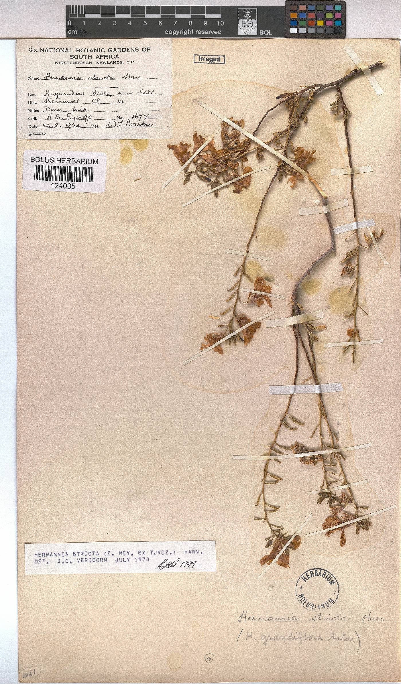 Hermannia stricta image