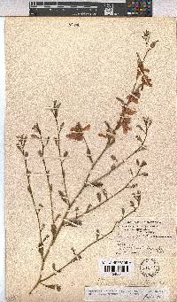 Hermannia stricta image