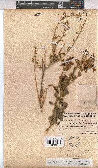 Hermannia stricta image