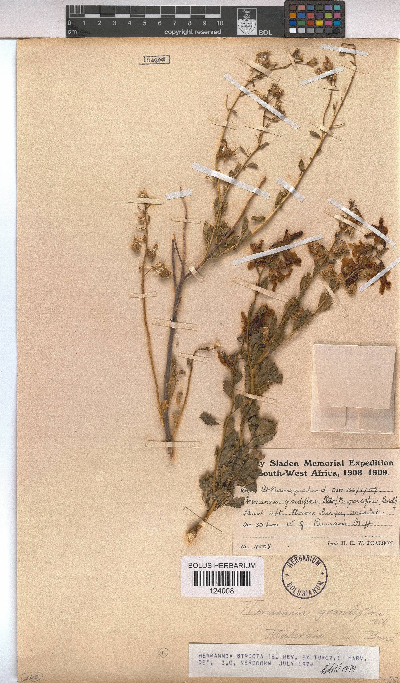 Hermannia stricta image