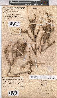 Hermannia stricta image