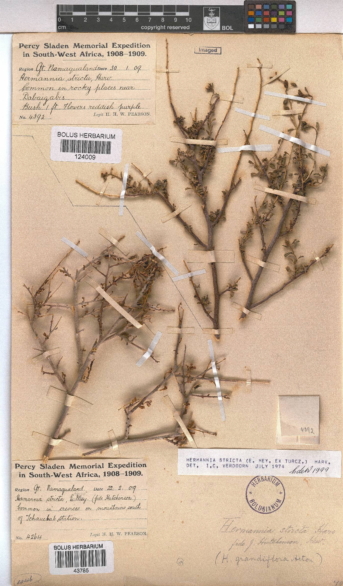 Hermannia stricta image
