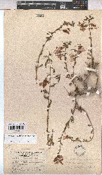 Hermannia stricta image