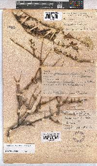 Hermannia stricta image