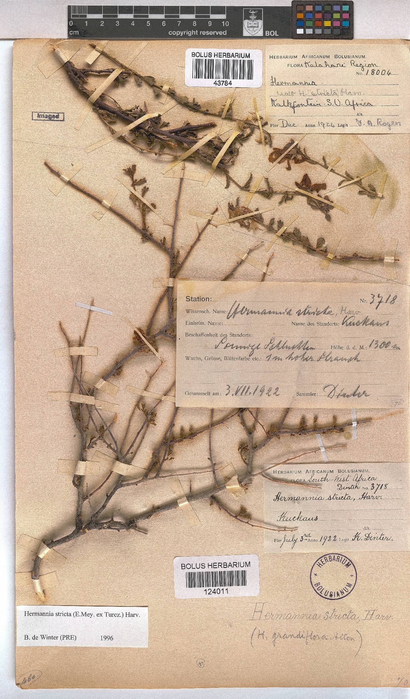 Hermannia stricta image