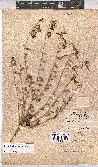 Hermannia stricta image
