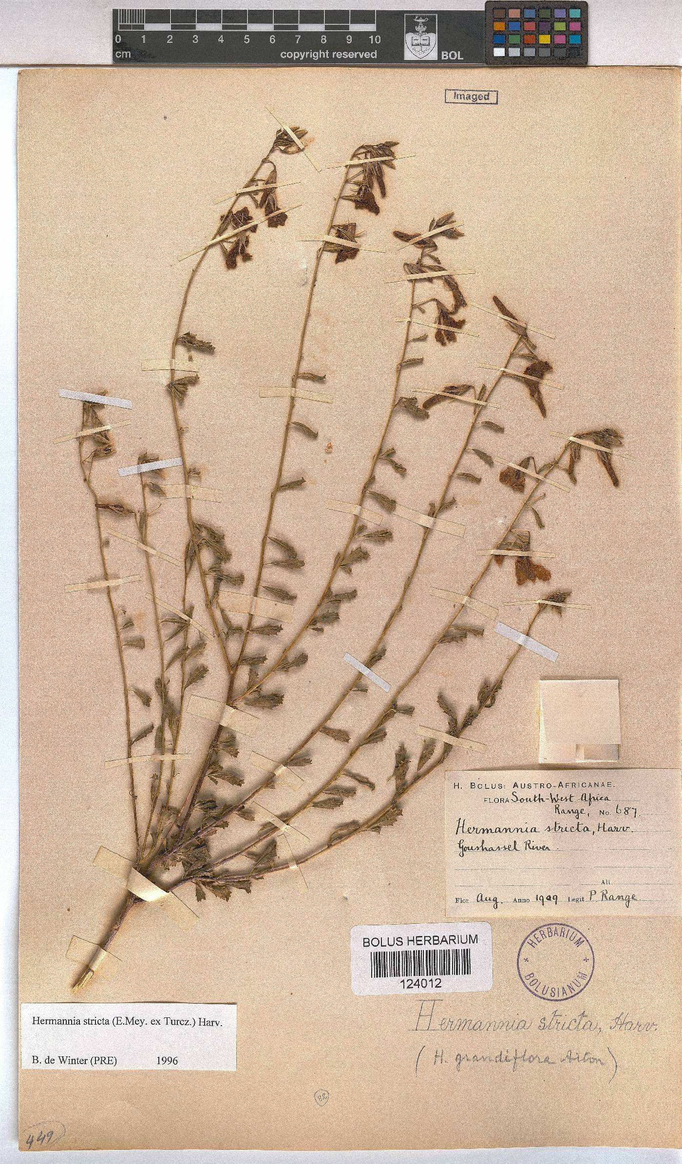 Hermannia stricta image