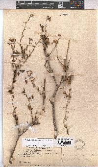 Hermannia stricta image