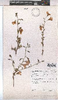 Hermannia stricta image