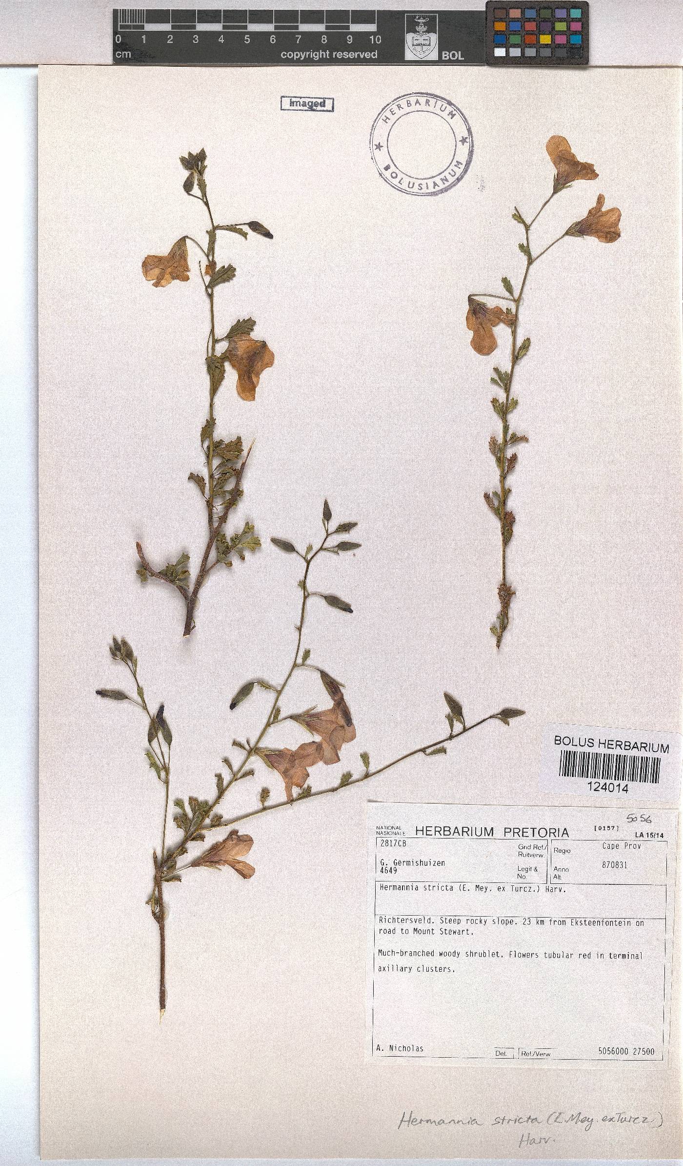 Hermannia stricta image