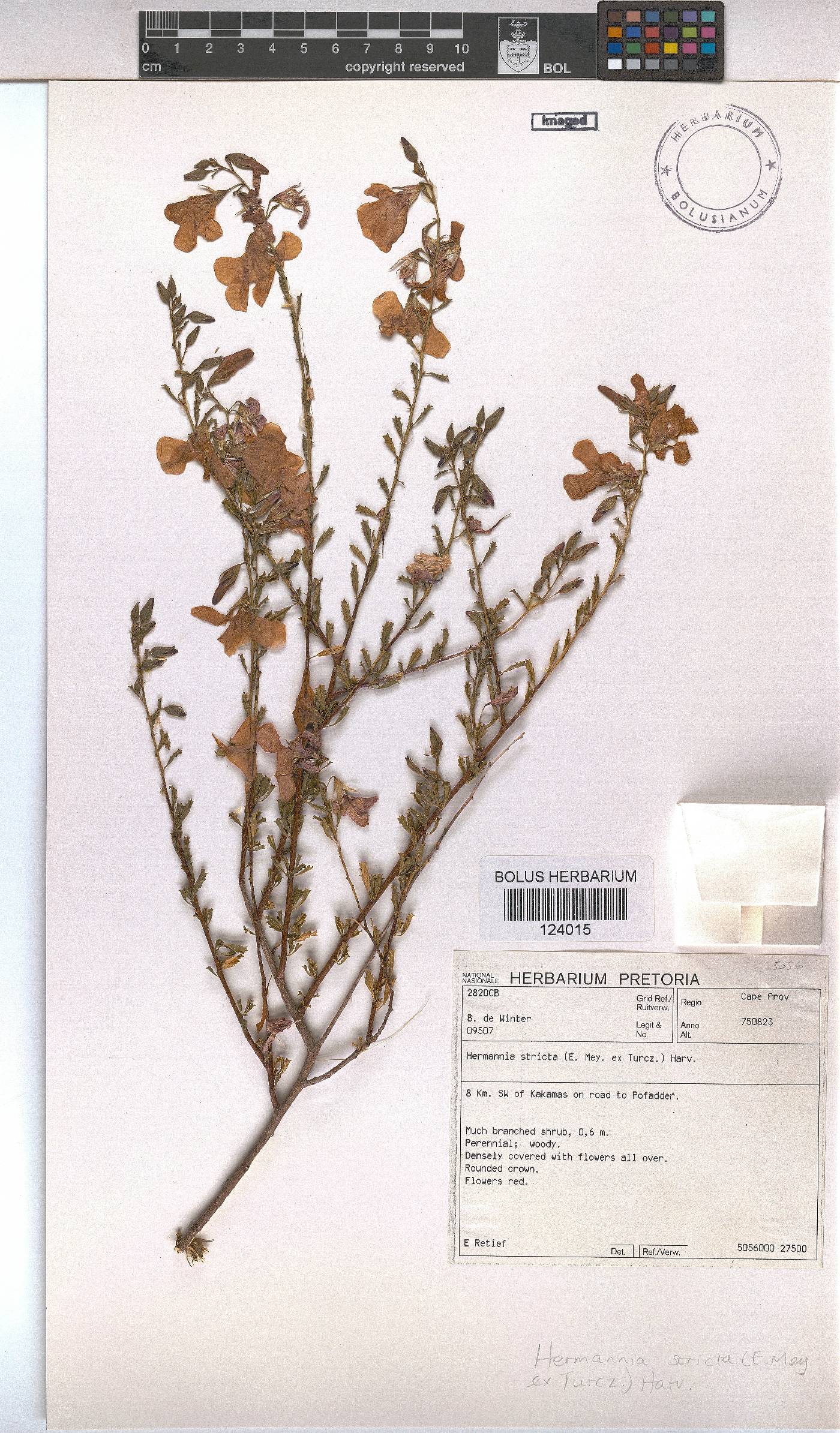 Hermannia stricta image