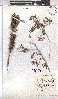 Hermannia stricta image