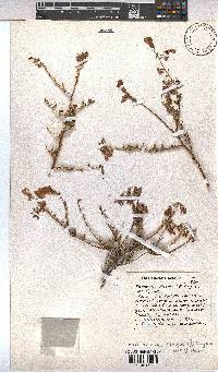 Hermannia stricta image