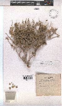 Hermannia affinis image