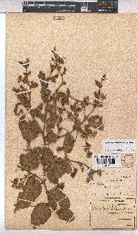 Hermannia transvaalensis image