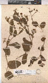 Hermannia transvaalensis image
