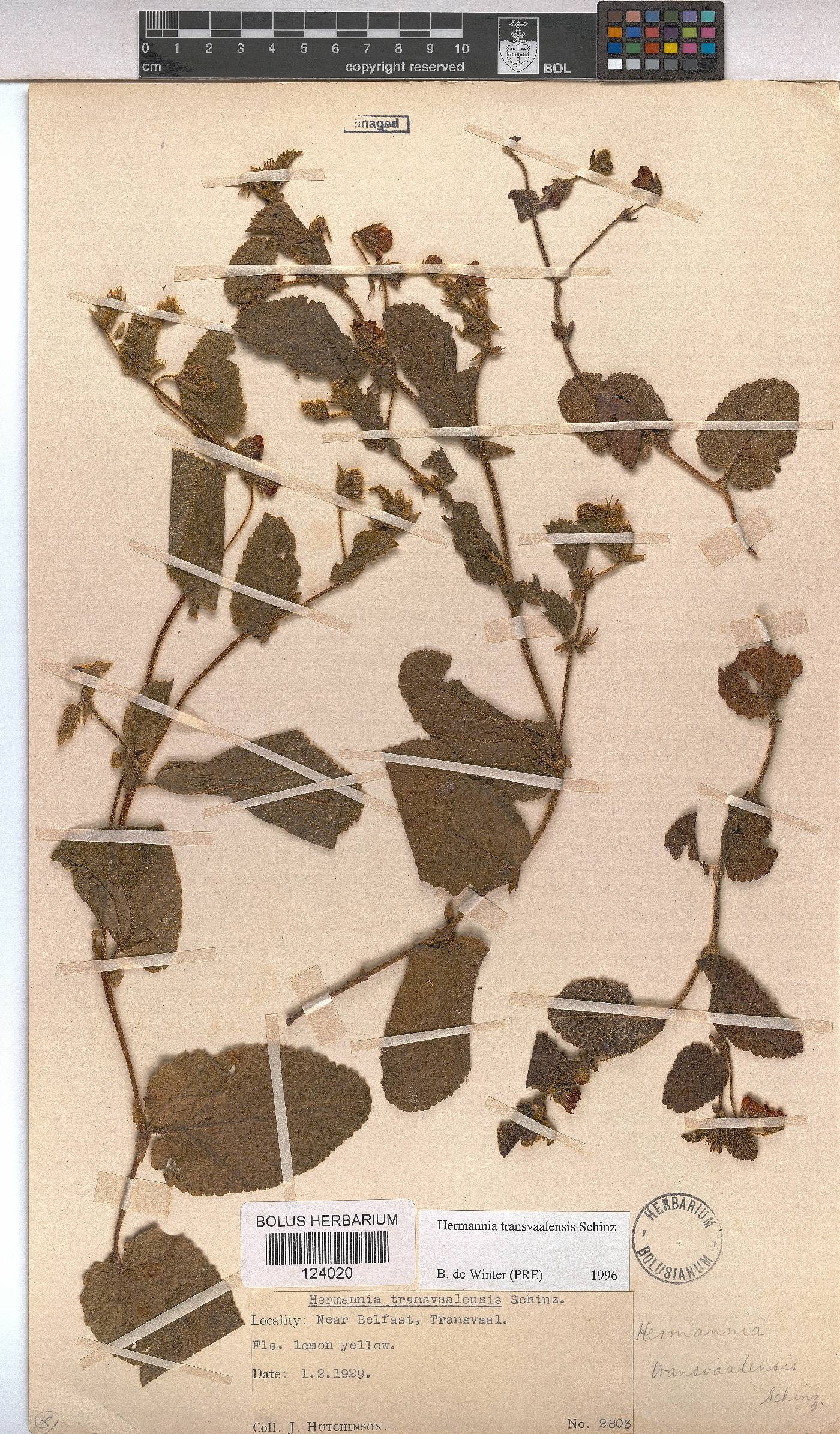 Hermannia transvaalensis image