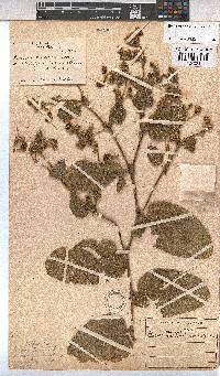 Hermannia transvaalensis image