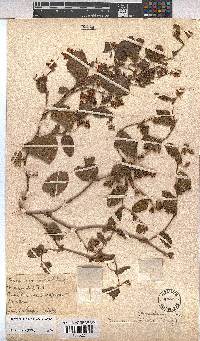 Hermannia transvaalensis image