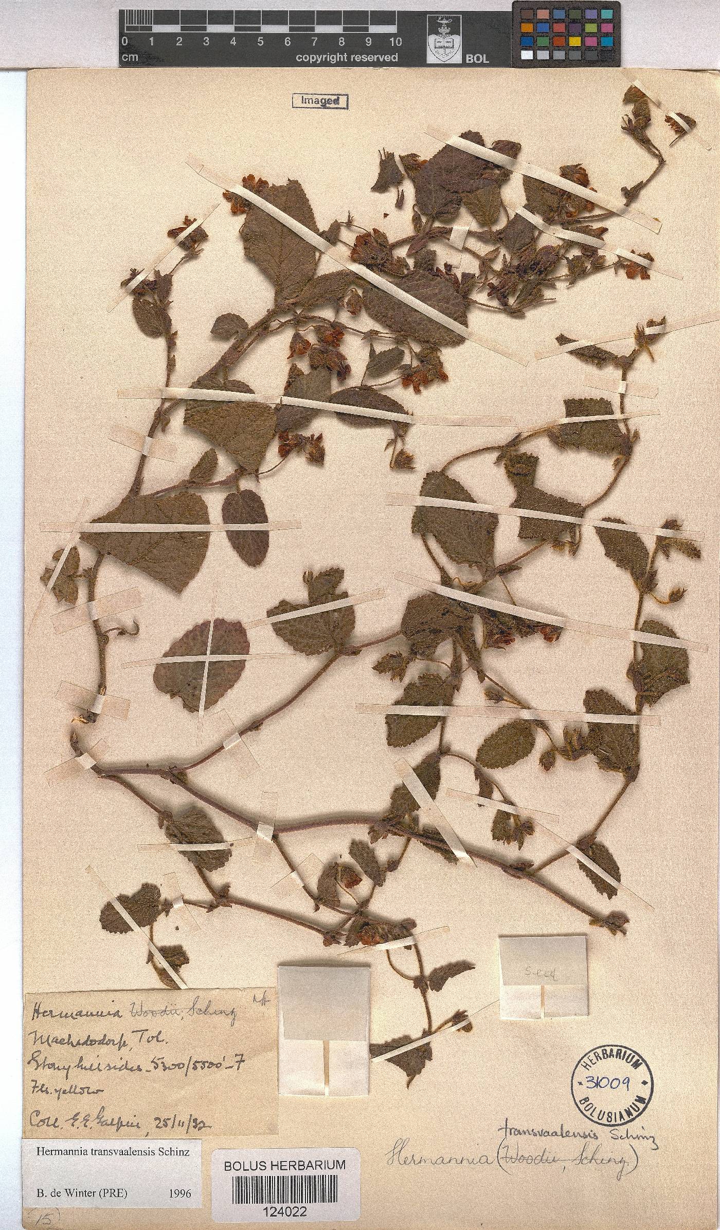 Hermannia transvaalensis image
