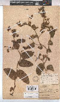 Hermannia transvaalensis image