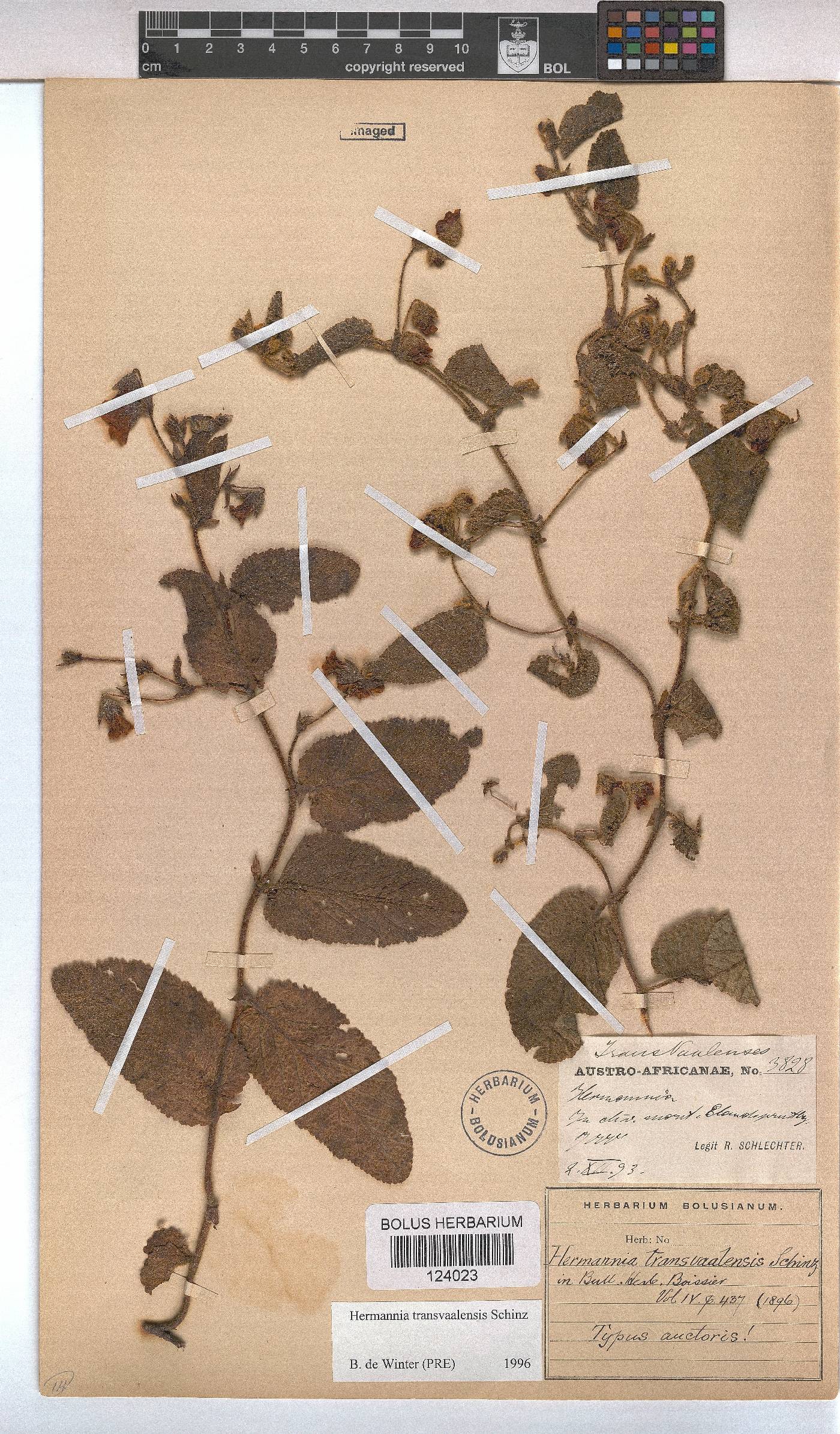 Hermannia transvaalensis image