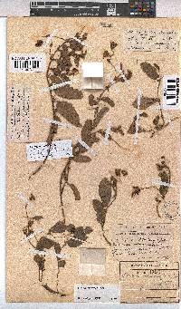 Hermannia woodii image