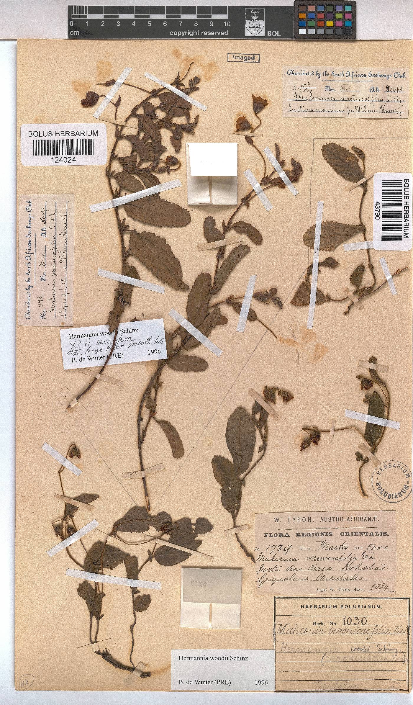 Hermannia woodii image