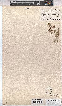 Hermannia woodii image