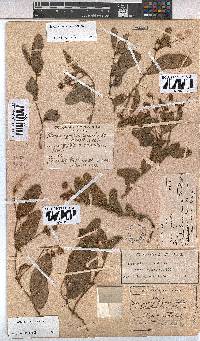 Hermannia woodii image