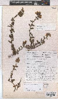 Hermannia grossularifolia image