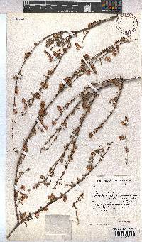 Hermannia angularis image