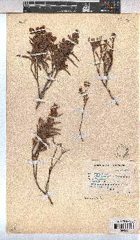 Hermannia saccifera image