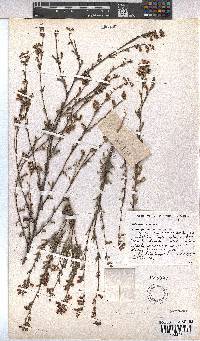 Hermannia joubertiana image