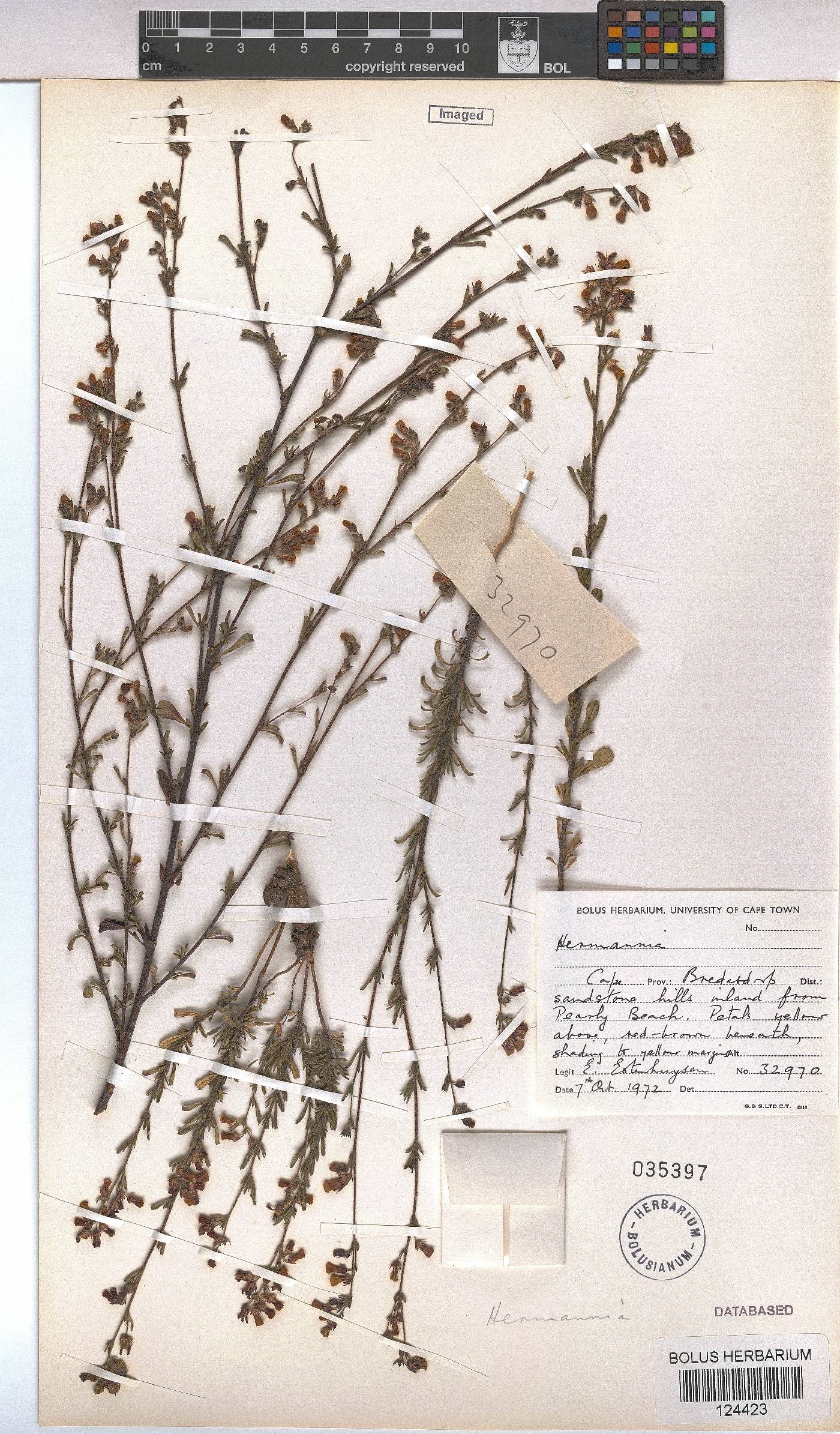 Hermannia joubertiana image