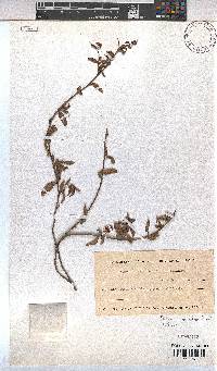 Hermannia saccifera image
