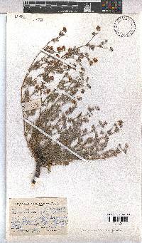 Hermannia abrotanoides image